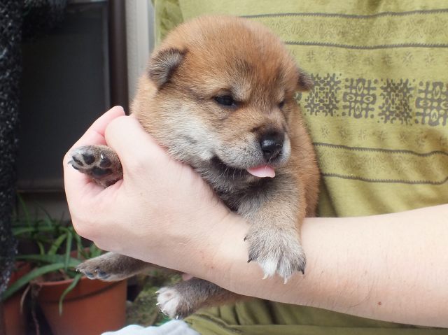 DSCF2682-shiba-puppy DSCF2682-shiba-puppy