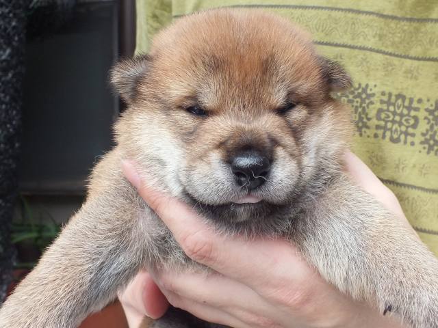 DSCF2686-shiba-puppy DSCF2686-shiba-puppy