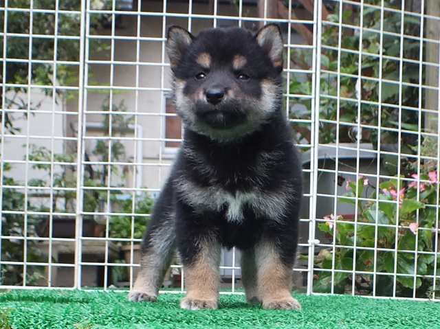DSCF2695-shiba-puppy DSCF2695-shiba-puppy