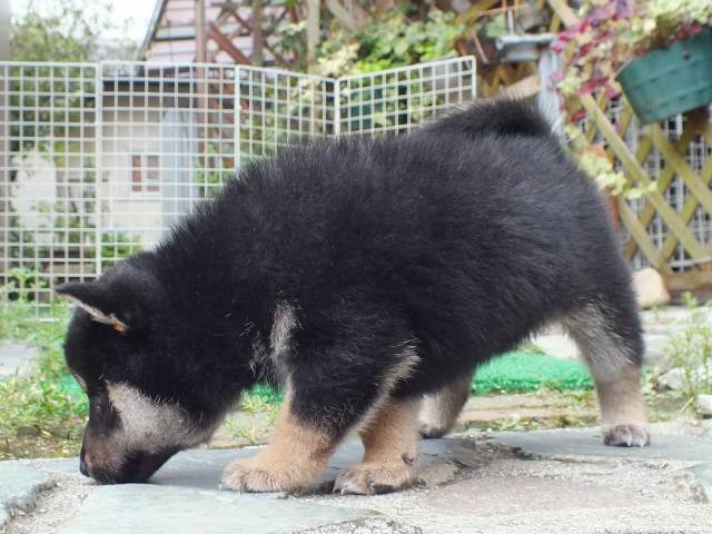 DSCF2703-shiba-puppy DSCF2703-shiba-puppy