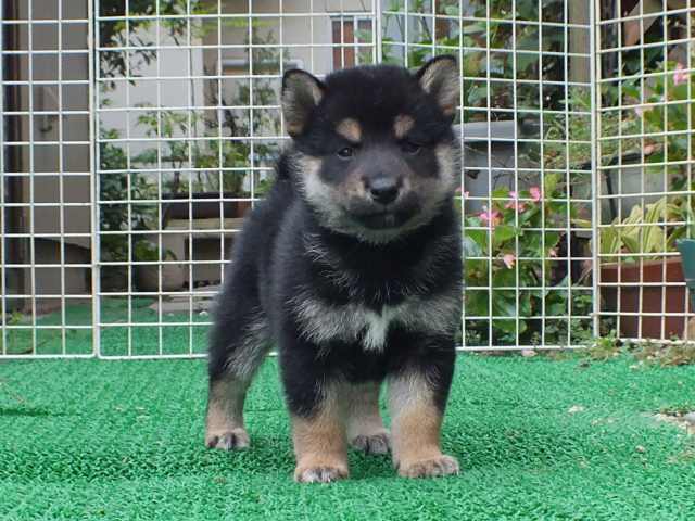DSCF2705-shiba-puppy DSCF2705-shiba-puppy