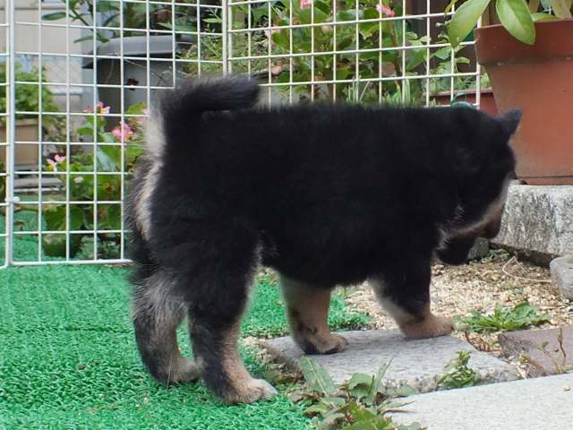 DSCF2706-shiba-puppy DSCF2706-shiba-puppy