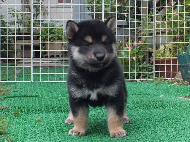 DSCF2707-shiba-puppy DSCF2707-shiba-puppy