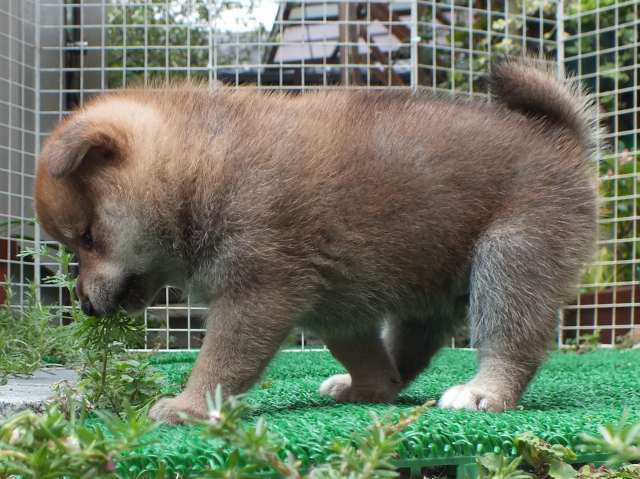 DSCF2716-shiba-puppy DSCF2716-shiba-puppy