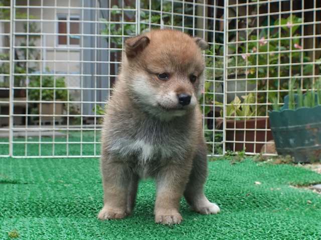 DSCF2731-shiba-puppy DSCF2731-shiba-puppy