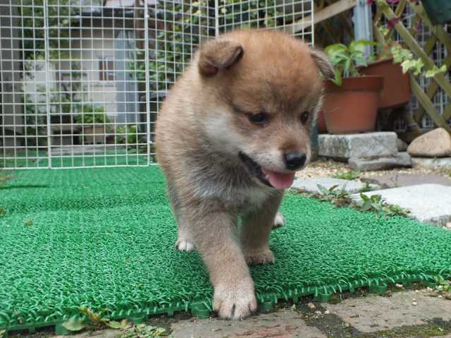 DSCF2732-shiba-puppy DSCF2732-shiba-puppy