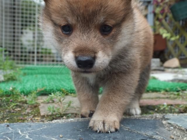 DSCF2733-shiba-puppy DSCF2733-shiba-puppy
