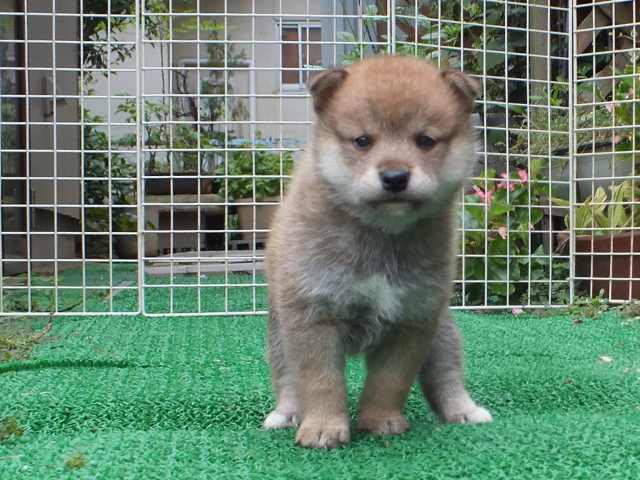DSCF2738-shiba-puppy DSCF2738-shiba-puppy