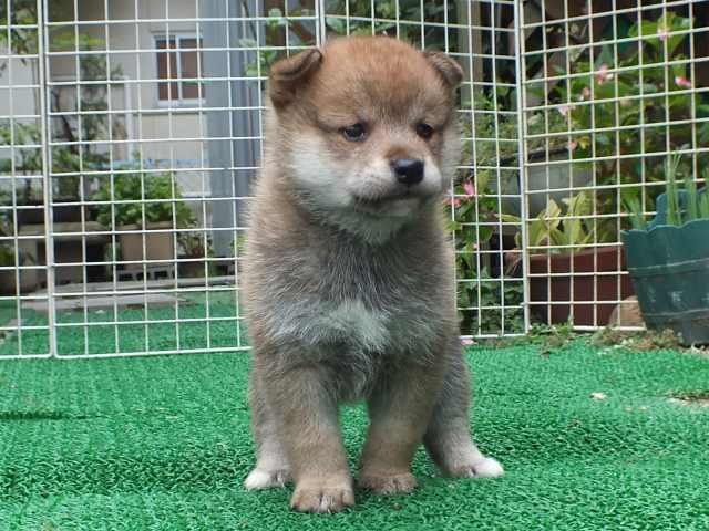 DSCF2741-shiba-puppy DSCF2741-shiba-puppy