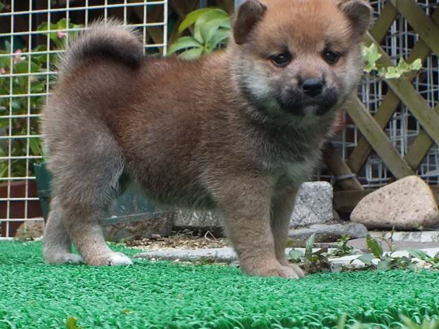 DSCF2744-shiba-puppy DSCF2744-shiba-puppy