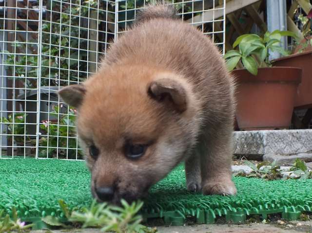 DSCF2745-shiba-puppy DSCF2745-shiba-puppy