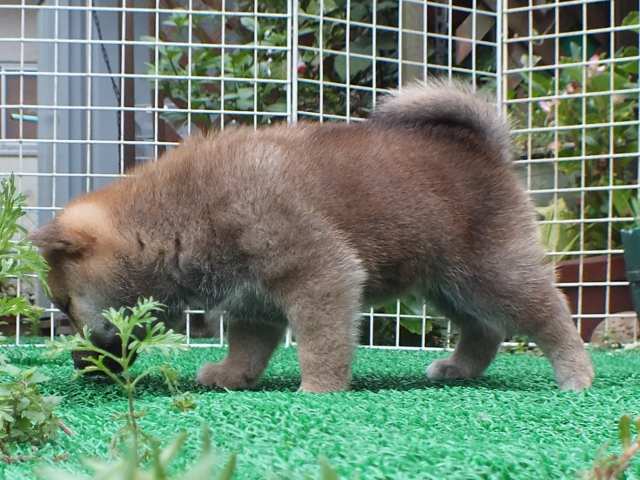DSCF2747-shiba-puppy DSCF2747-shiba-puppy