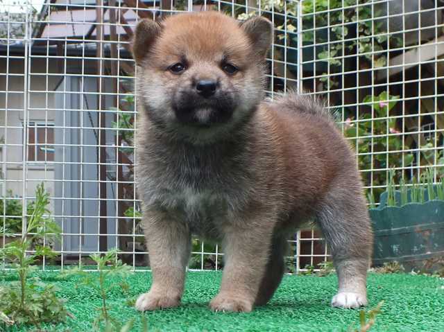 DSCF2752-shiba-puppy DSCF2752-shiba-puppy