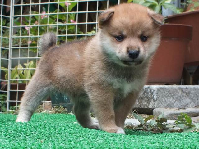 DSCF2755-shiba-puppy DSCF2755-shiba-puppy