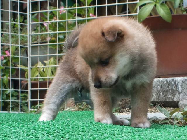 DSCF2756-shiba-puppy DSCF2756-shiba-puppy