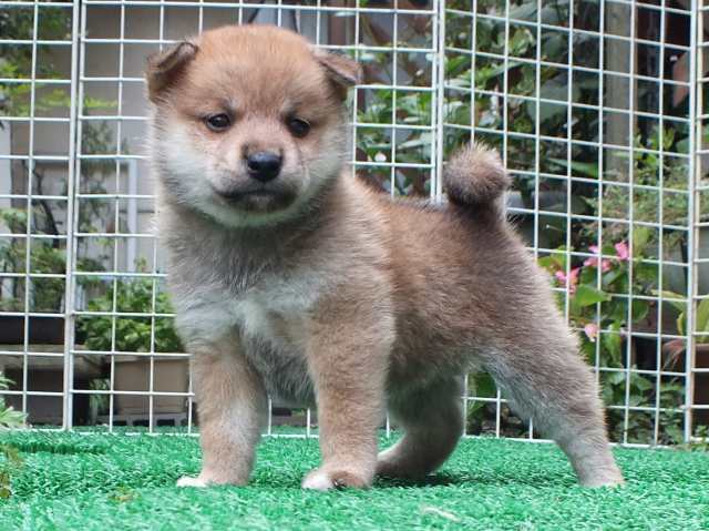 DSCF2764-shiba-puppy DSCF2764-shiba-puppy