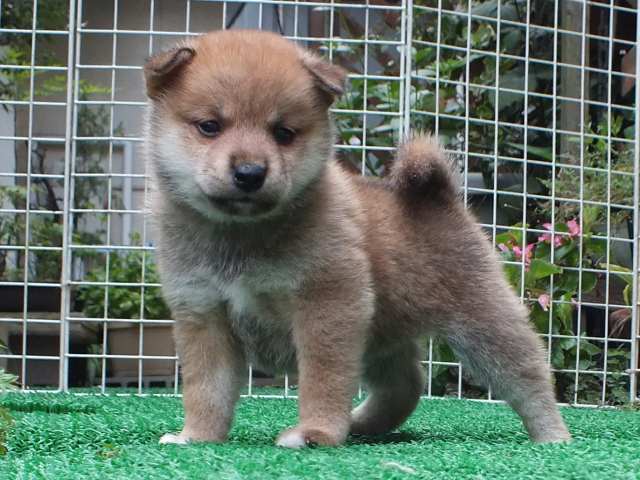 DSCF2765-shiba-puppy DSCF2765-shiba-puppy