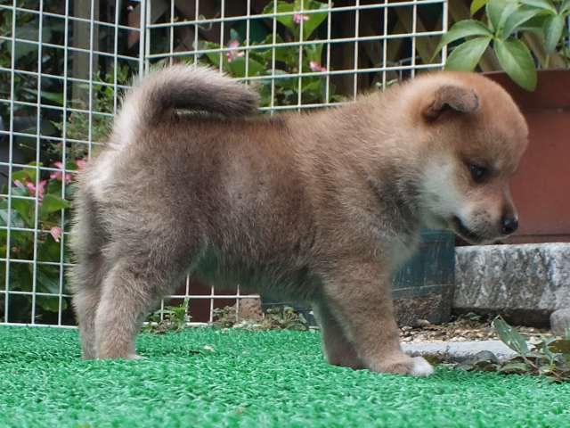 DSCF2766-shiba-puppy DSCF2766-shiba-puppy