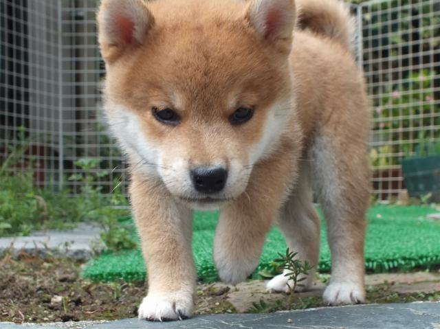DSCF2777-shiba-puppy DSCF2777-shiba-puppy