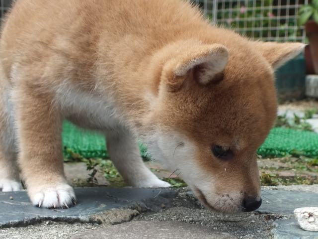 DSCF2778-shiba-puppy DSCF2778-shiba-puppy