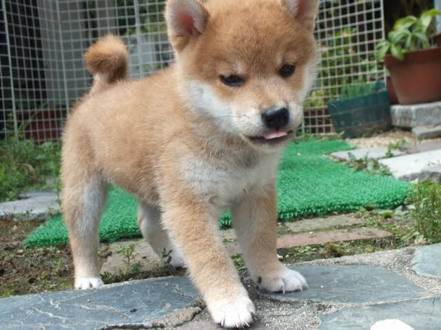 DSCF2779-shiba-puppy DSCF2779-shiba-puppy