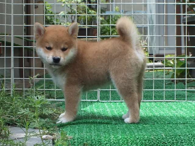 DSCF2782-shiba-puppy DSCF2782-shiba-puppy