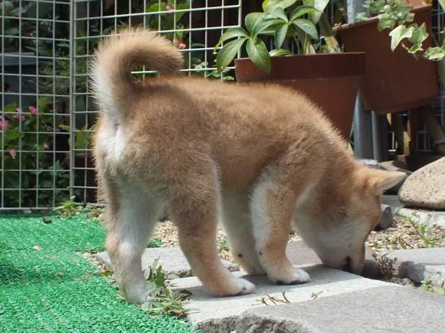 DSCF2783-shiba-puppy DSCF2783-shiba-puppy