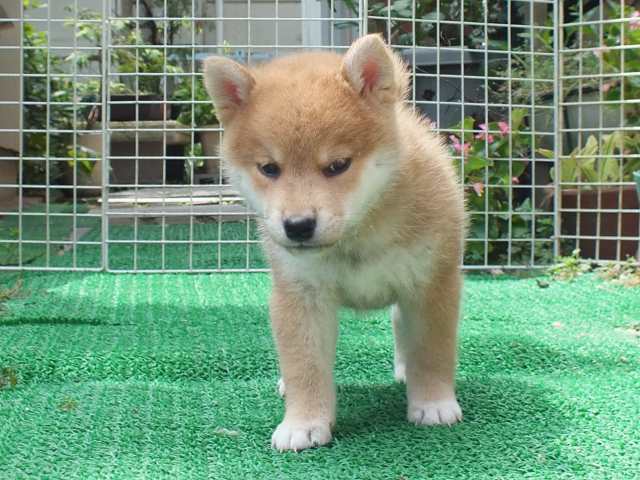 DSCF2789-shiba-puppy DSCF2789-shiba-puppy