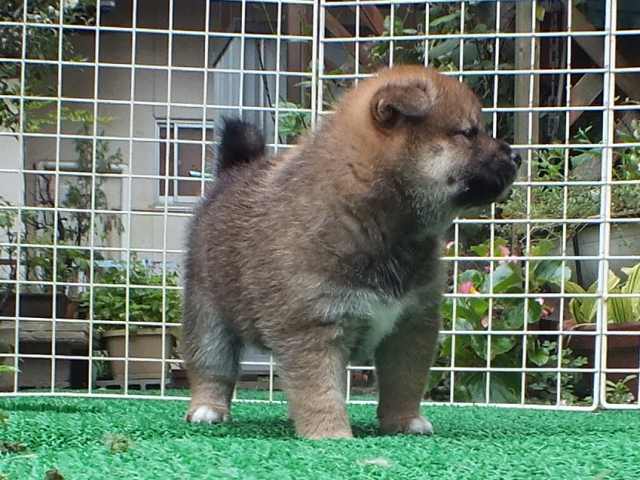 DSCF2797-shiba-puppy DSCF2797-shiba-puppy