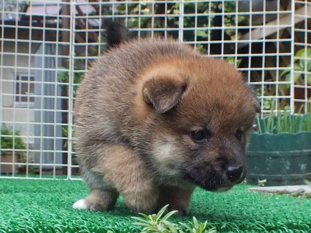 DSCF2799-shiba-puppy DSCF2799-shiba-puppy
