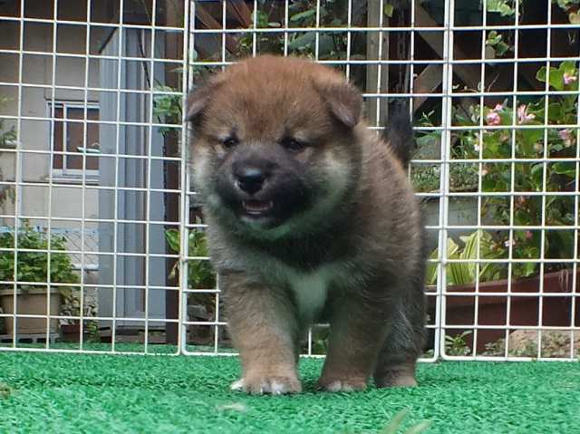 DSCF2802-shiba-puppy DSCF2802-shiba-puppy