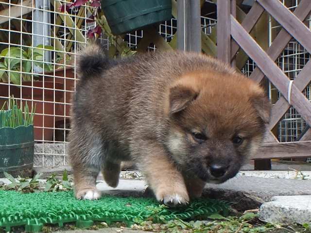 DSCF2803-shiba-puppy DSCF2803-shiba-puppy