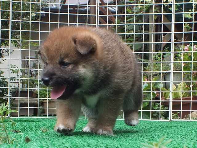 DSCF2807-shiba-puppy DSCF2807-shiba-puppy