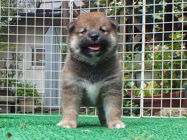 DSCF2808-shiba-puppy DSCF2808-shiba-puppy