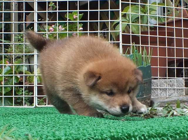 DSCF2813-shiba-puppy DSCF2813-shiba-puppy