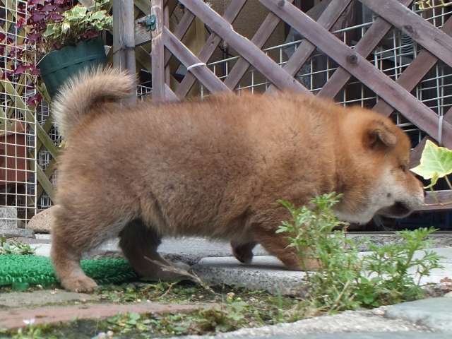 DSCF2817-shiba-puppy DSCF2817-shiba-puppy
