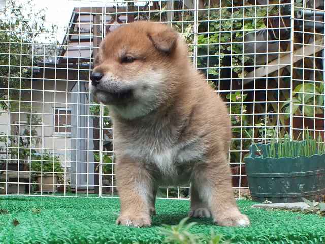 DSCF2818-shiba-puppy DSCF2818-shiba-puppy