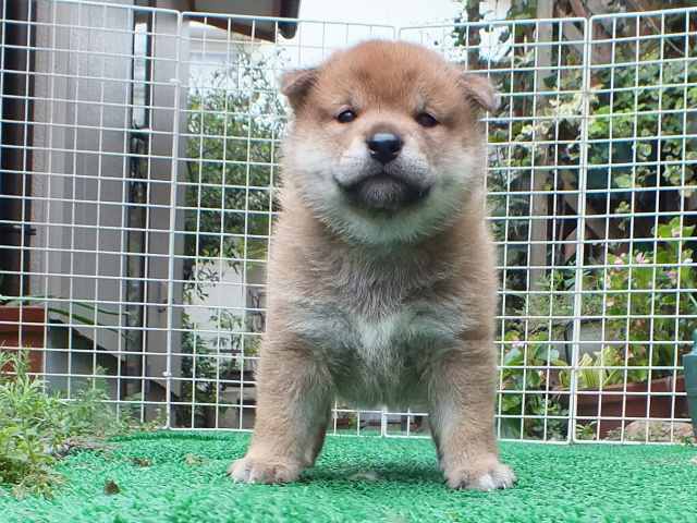 DSCF2822-shiba-puppy DSCF2822-shiba-puppy