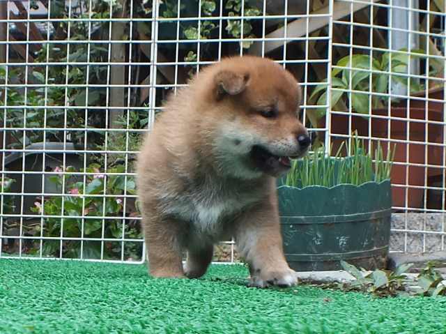 DSCF2823-shiba-puppy DSCF2823-shiba-puppy