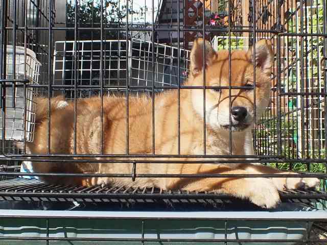 DSCF2901-shiba-puppy DSCF2901-shiba-puppy