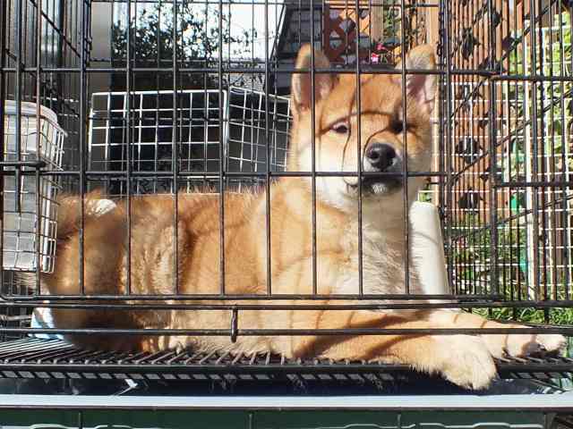 DSCF2902-shiba-puppy DSCF2902-shiba-puppy