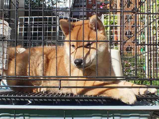 DSCF2903-shiba-puppy DSCF2903-shiba-puppy