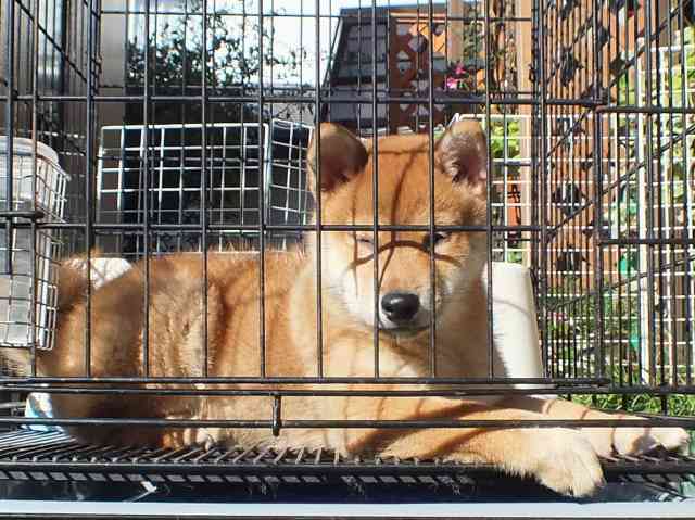 DSCF2904-shiba-puppy DSCF2904-shiba-puppy