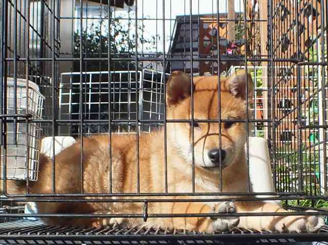 DSCF2905-shiba-puppy DSCF2905-shiba-puppy
