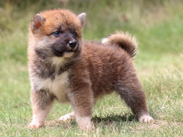IMG_0516-shiba-puppy IMG_0516-shiba-puppy