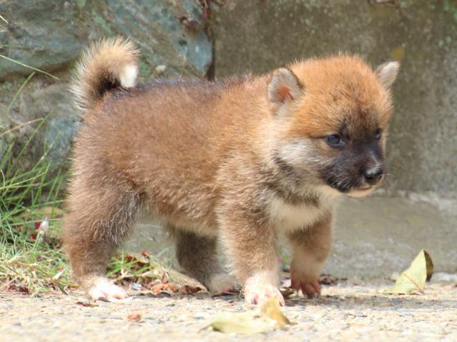 IMG_0548-shiba-puppy IMG_0548-shiba-puppy