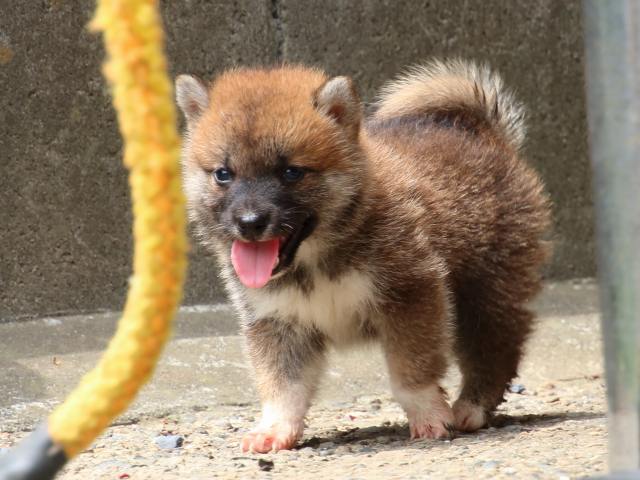 IMG_0593-shiba-puppy IMG_0593-shiba-puppy