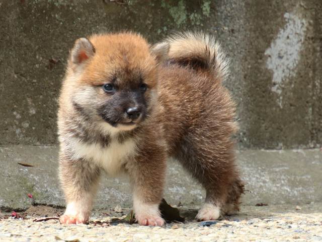 IMG_0599-shiba-puppy IMG_0599-shiba-puppy