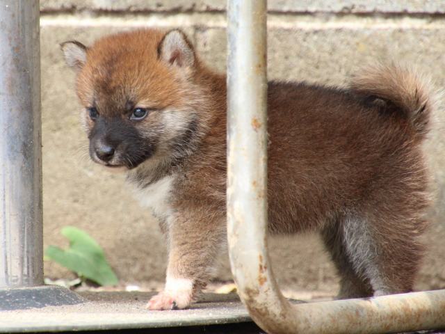 IMG_0605-shiba-puppy IMG_0605-shiba-puppy