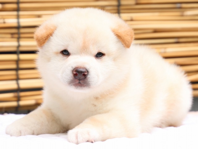 IMG_0611-shiba-puppy IMG_0611-shiba-puppy